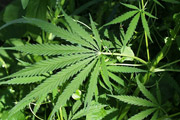 Frankfurter SPD will Cannabis legalisieren